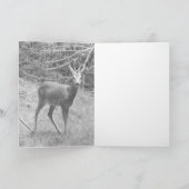 Reeënbok mannetje poserende kaart – Wilde reeën (Binnen)
