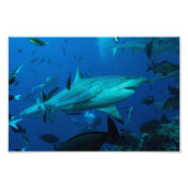 Reef Shark Photo Print Foto Afdruk (Voorkant)
