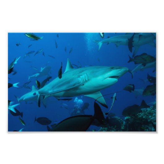 Reef Shark Photo Print Foto Afdruk (Voorkant)