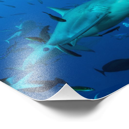 Reef Shark Photo Print Foto Afdruk (Hoek)