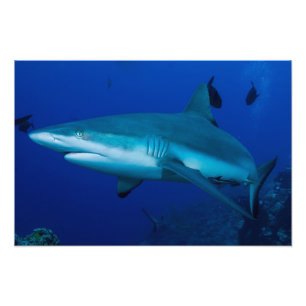 Reef Shark Photo Print Foto Afdruk