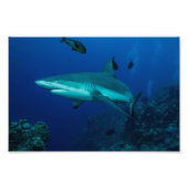 Reef Shark Photo Print Foto Afdruk (Voorkant)