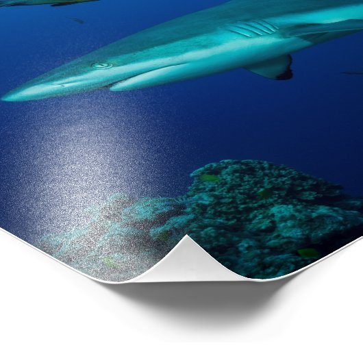 Reef Shark Photo Print Foto Afdruk (Hoek)