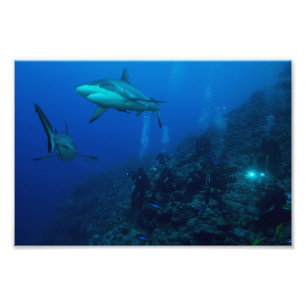 Reef Shark Photo Print Foto Afdruk