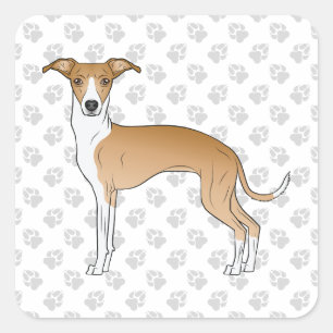 Reekleurige en witte Italiaanse windhond met poten Vierkante Sticker
