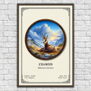 Reeks Chamois Zoologie Poster