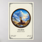 Reeks Chamois Zoologie Poster (Voorkant)