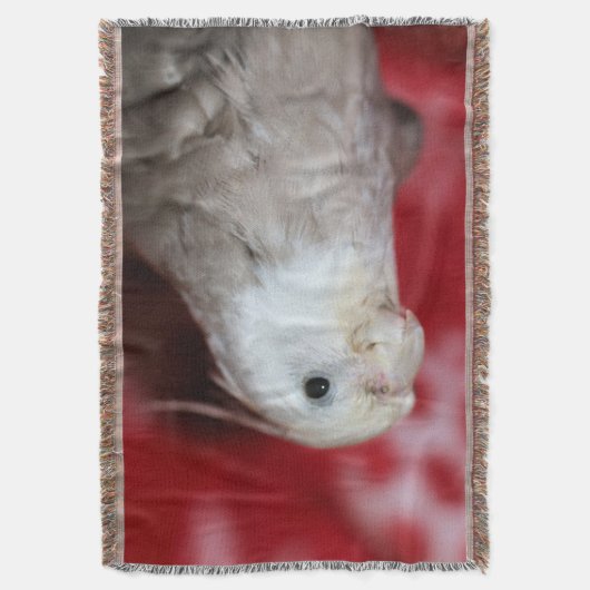 Reeples Deken (Voorkant Verticaal)