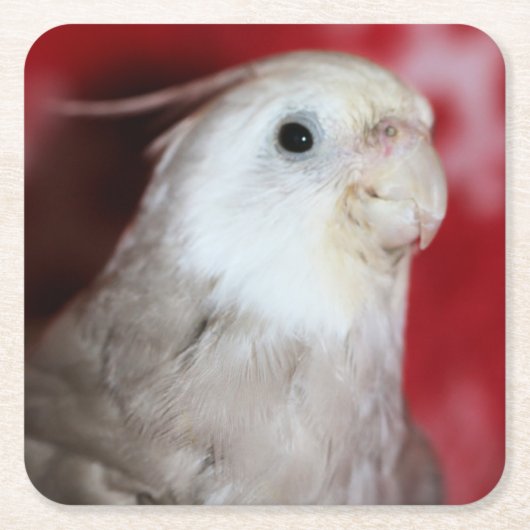 Reeples Kartonnen Onderzetters (Voorkant)