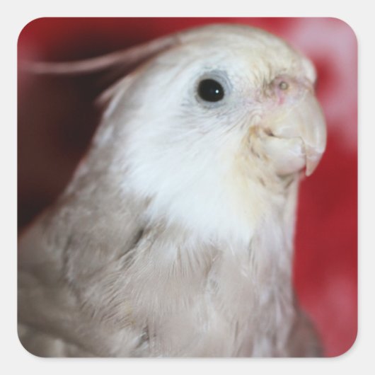 Reeples Vierkante Sticker (Voorkant)