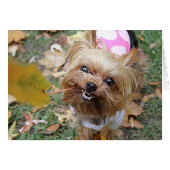 Reese (Voorkant Horizontaal)