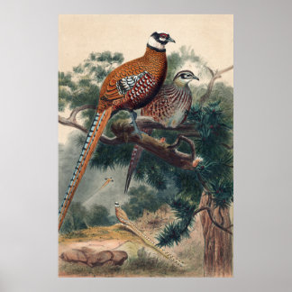 Reeves Pheasant van Joseph Wolf Poster