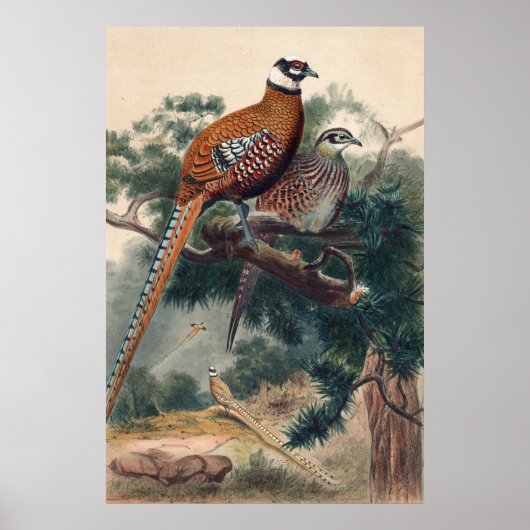 Reeves Pheasant van Joseph Wolf Poster (Voorkant)