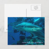 Ref. haai Great Barrier Reef Coral Zee Briefkaart (Voorkant / Achterkant)