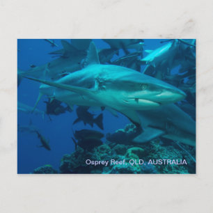 Ref. haai Great Barrier Reef Coral Zee Briefkaart