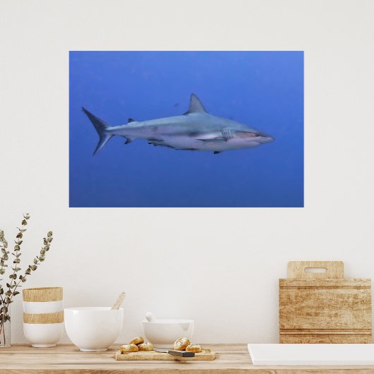 Ref. haai poster (Keuken)