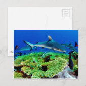 Ref. haaifoto's briefkaart (Voorkant / Achterkant)