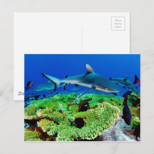 Ref. haaifoto's briefkaart (Voorkant / Achterkant)