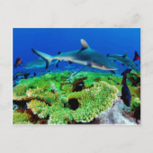 Ref. haaifoto's briefkaart (Voorkant)