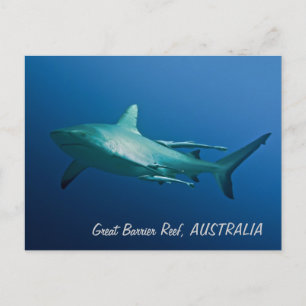 Ref. Shark Briefkaart