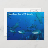 Ref. Shark Briefkaart (Voorkant / Achterkant)