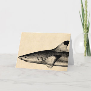  Ref Shark Illustratie Black Tipped Kaart