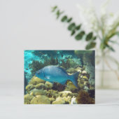 Ref. vis briefkaart (Staand voorkant)