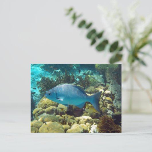 Ref. vis briefkaart (Staand voorkant)