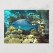 Ref. vis briefkaart (Voorkant)