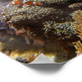 Ref. vis - Clownvis Poster (Hoek)