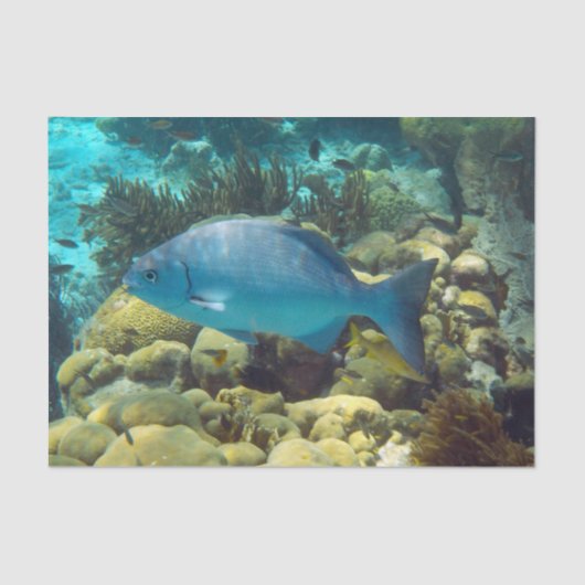 Ref. vis tissuepapier (Voorkant)