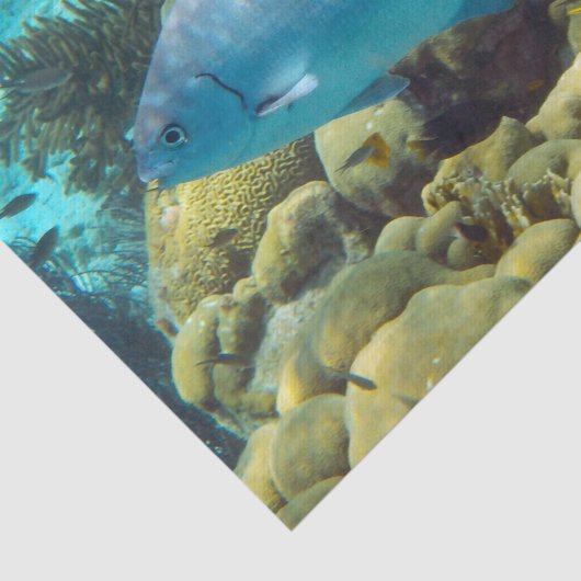 Ref. vis tissuepapier (Detail)