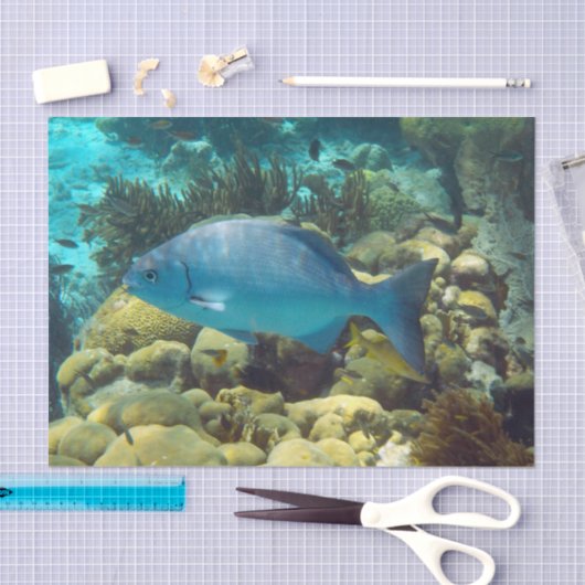 Ref. vis tissuepapier (Craft)