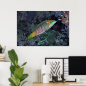 Ref Wrasse Poster (Thuiskantoor)