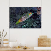 Ref Wrasse Poster (Keuken)
