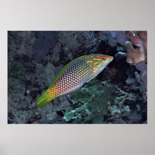 Ref Wrasse Poster