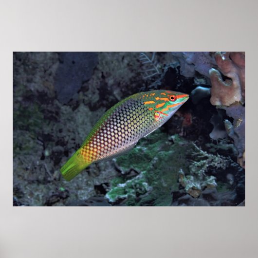 Ref Wrasse Poster (Voorkant)
