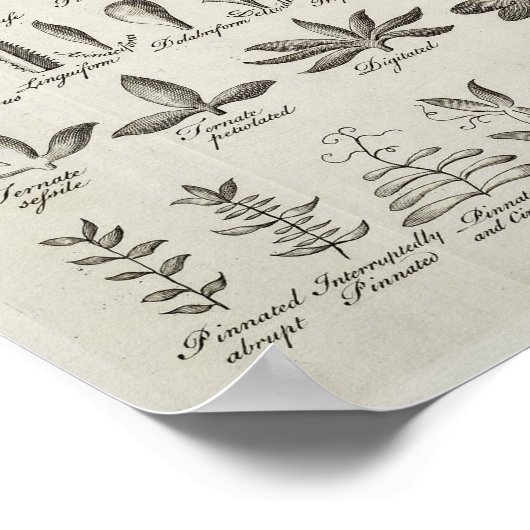 Referentie botany Leaves & Flowers, 1753 Poster (Hoek)