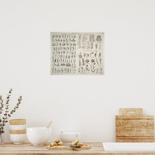 Referentie  botany Leaves & Flowers, 1753 Poster (Keuken)