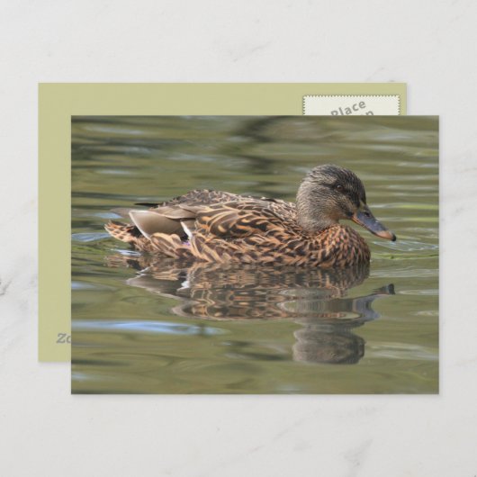 Reflecterend Mallard Briefkaart (Voorkant / Achterkant)