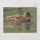 Reflecterend Mallard Briefkaart (Voorkant)