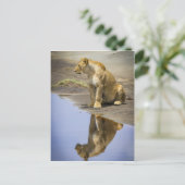 Reflectie van een leeuwin briefkaart (Staand voorkant)