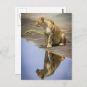 Reflectie van een leeuwin briefkaart (Voorkant / Achterkant)