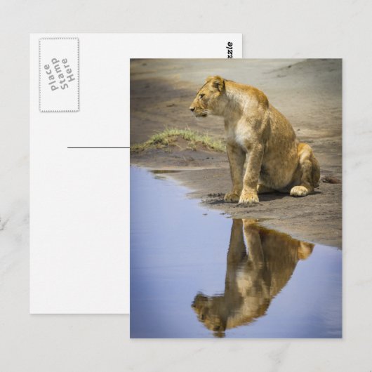 Reflectie van een leeuwin briefkaart (Voorkant / Achterkant)