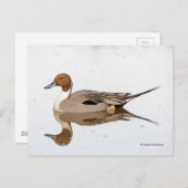 Reflecties van een noordelijke Pintail Duck Briefkaart (Voorkant / Achterkant)