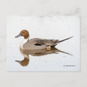 Reflecties van een noordelijke Pintail Duck Briefkaart (Voorkant)