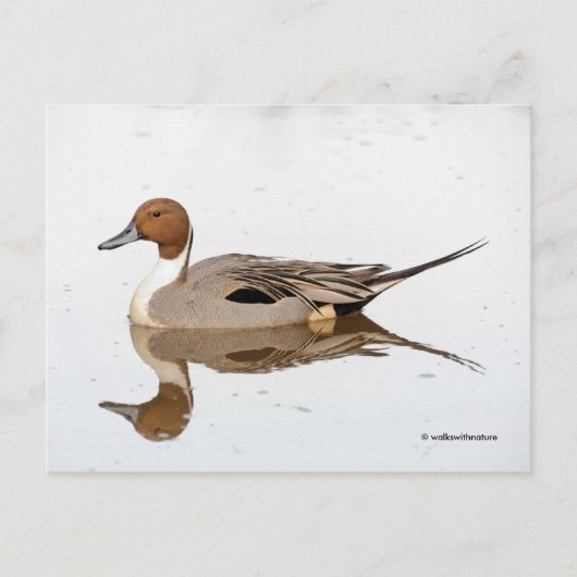 Reflecties van een noordelijke Pintail Duck Briefkaart (Voorkant)