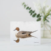 Reflecties van een noordelijke Pintail Duck Briefkaart (Staand voorkant)