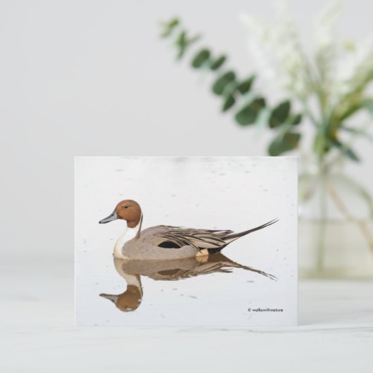 Reflecties van een noordelijke Pintail Duck Briefkaart (Staand voorkant)