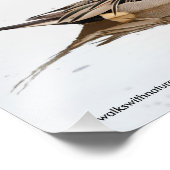 Reflecties van een noordelijke Pintail Duck Foto Afdruk (Hoek)